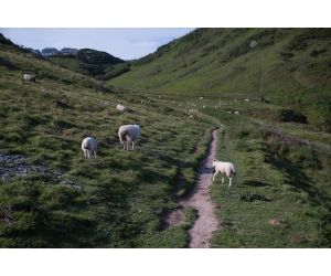 4 Great National Trust Destinations with Camping Sites